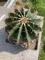 Preview: Ferocactus schwarzii